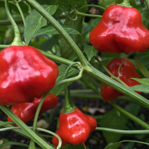 Big Red Pepper (75 Days) – Pinetree Garden Seeds