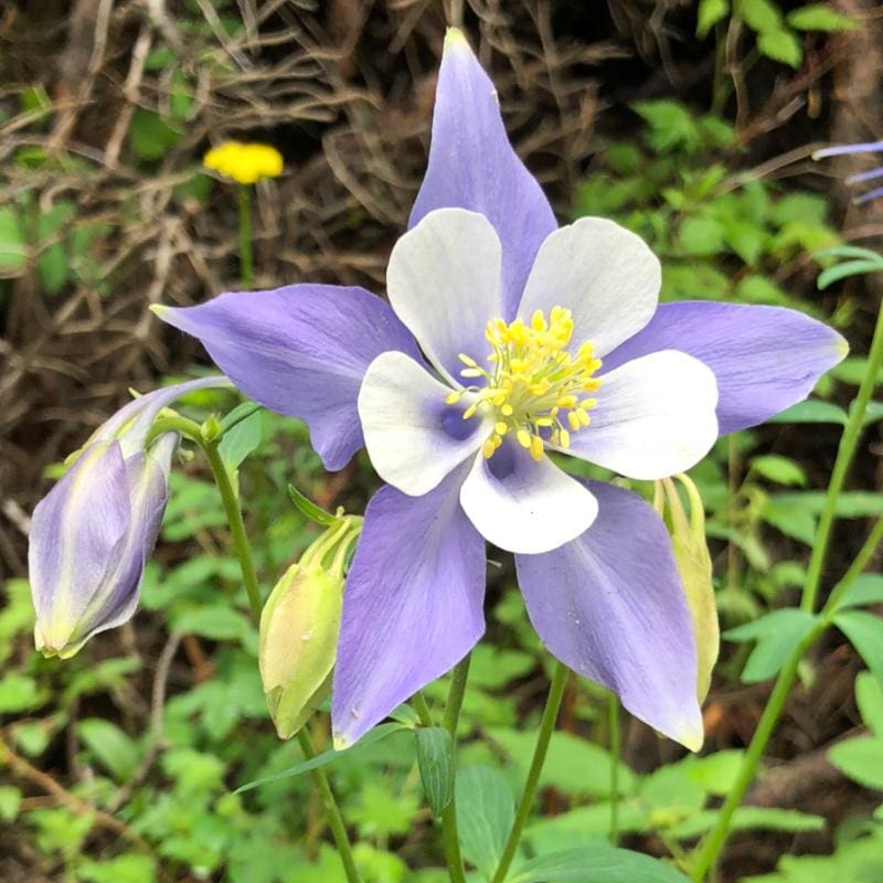 California Bluebells – Pinetree Garden Seeds