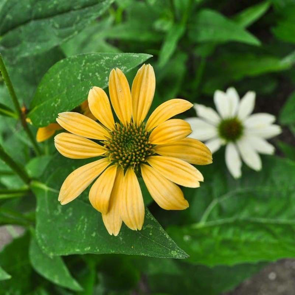 echinacea mellow yellow