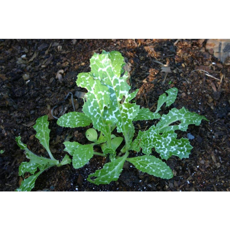 Mache Greens (60 Days)- Cornsalad – Pinetree Garden Seeds