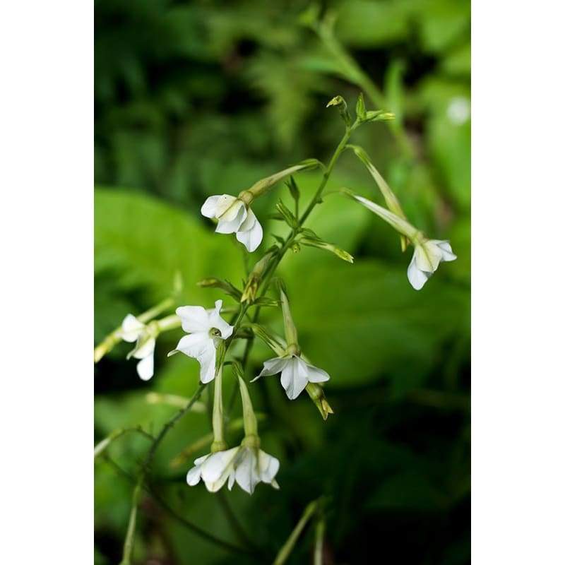 Only the Lonely Nicotiana