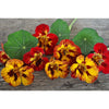 Orchid Flame Nasturtium - Flowers
