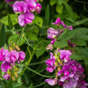 Perennial Sweet Pea - Flowers