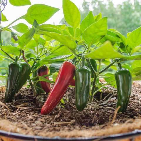 https://cdn.shopify.com/s/files/1/0972/6282/products/pot-a-peno-pepper-f1-hybrid-45-60-days-vegetables-pinetree-garden-seeds-464_large.jpg?v=1665689061