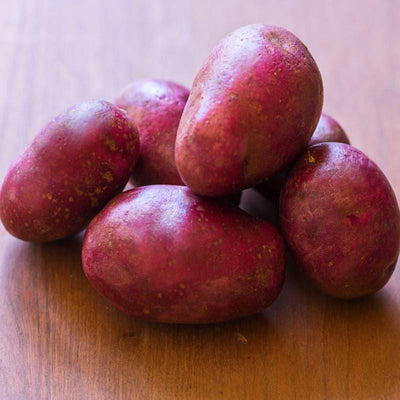 Potato Adirondack Red Sold Out Spring Pinetree Garden Seeds 598 400x ?v=1602708100