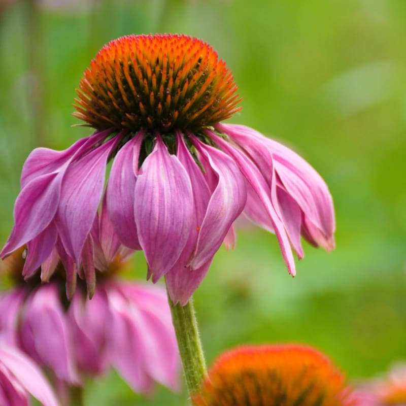 purple coneflower seeds for sale