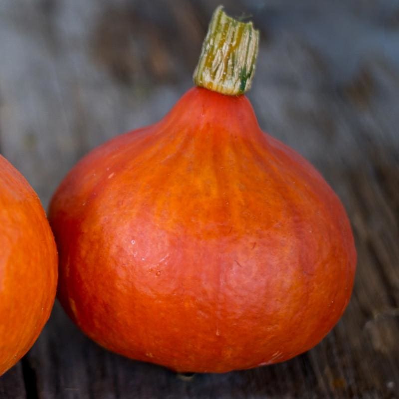 Red Kuri Winter Squash (Organic 97 Days) - Pinetree Garden Seeds product image