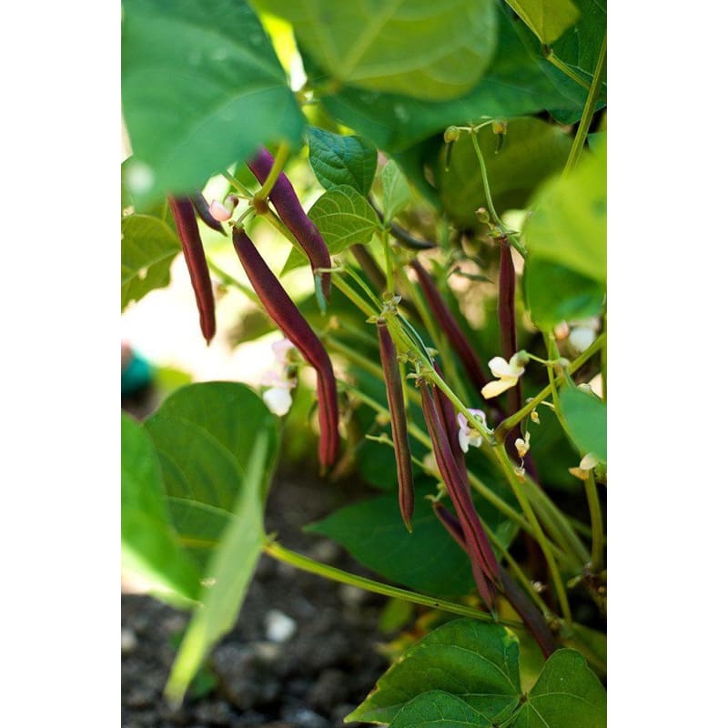 red swan bush beans