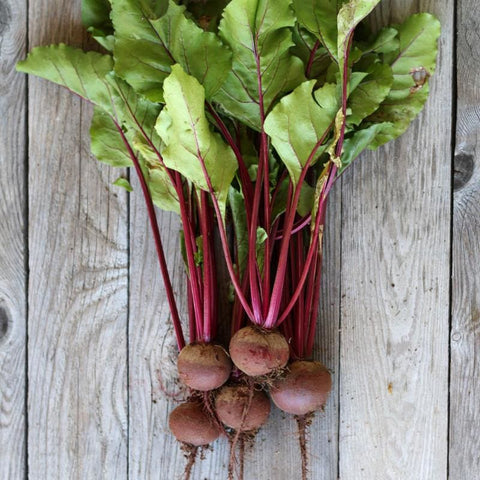 https://cdn.shopify.com/s/files/1/0972/6282/products/ruby-queen-beet-60-days-vegetables-pinetree-garden-seeds-142_large.jpg?v=1603207905