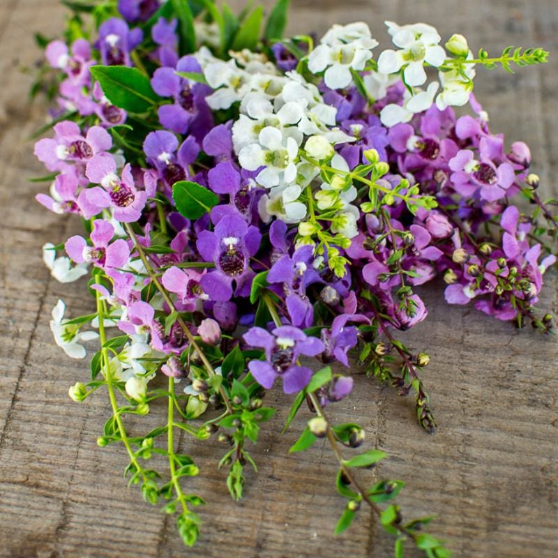 https://cdn.shopify.com/s/files/1/0972/6282/products/serena-mix-angelonia-flowers-pinetree-garden-seeds-473.jpg?v=1604978327