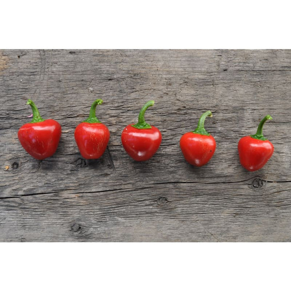 Sweet Red Cherry Pepper 75 Days Vegetables Pinetree Garden Seeds 787 600x ?v=1577973219