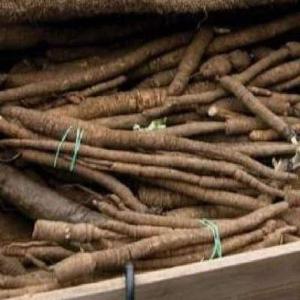 https://cdn.shopify.com/s/files/1/0972/6282/products/takinogawa-long-burdock-root-heirloom-120-days-vegetables-pinetree-garden-seeds-714.jpg?v=1642561285