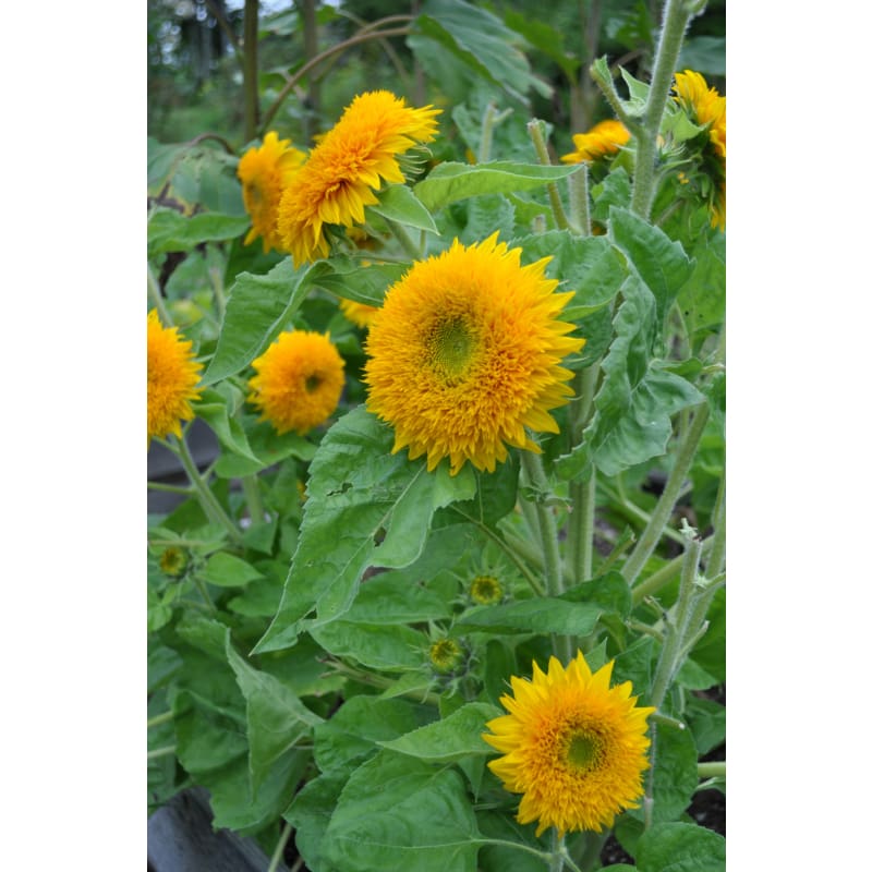 bear sunflower