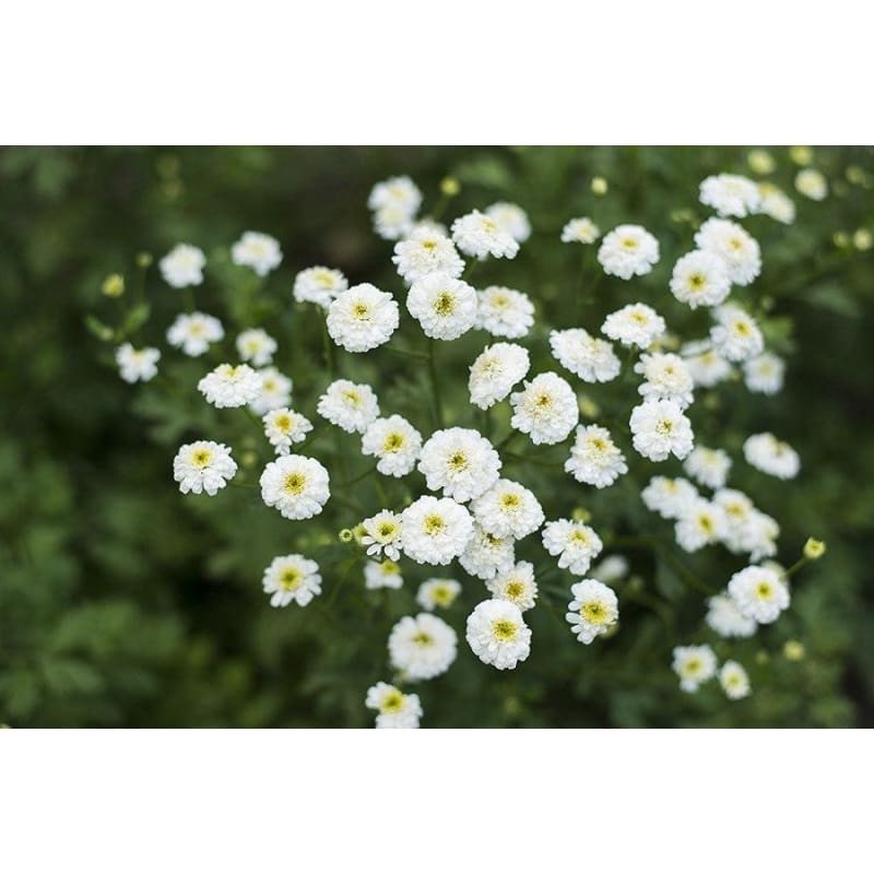 Pompon Feverfew