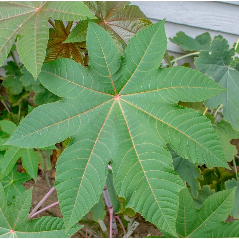 Zanzibariensis Castor Bean