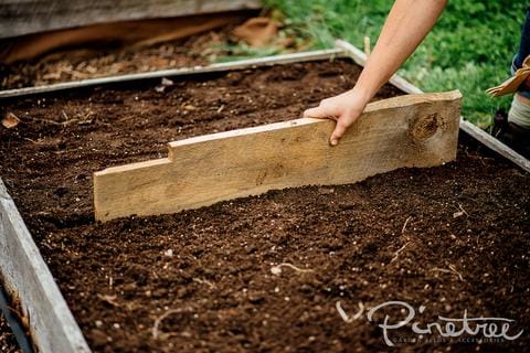 The Ultimate Gardening Guide: Basic Gardening Tips for Beginners from Pinetree Garden Seeds Customers