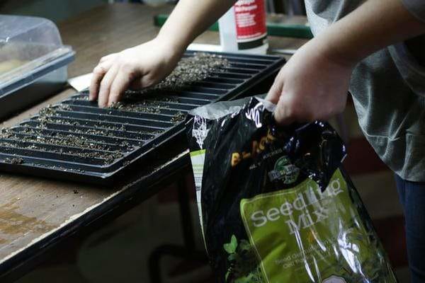 Gardener adding soil to planting tray for seedlings.