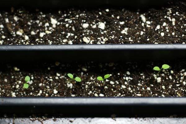 petunia seedlings