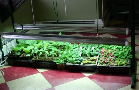 Jump start grow lights with light green plants growing indoors.