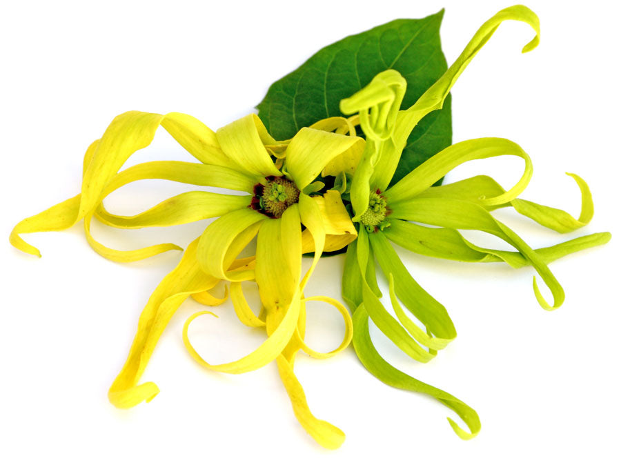 Ylang-Ylang in Parfums – Osswald