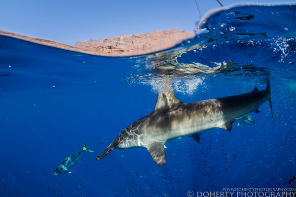 Hammerhead side shot over under