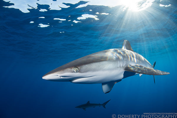 Silky Shark