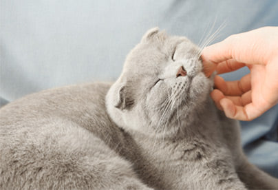 Cat Calming Aid