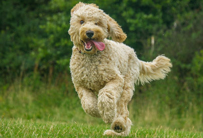 Glucosamine for Dogs | Joint and Hip Treats – Particular Paws