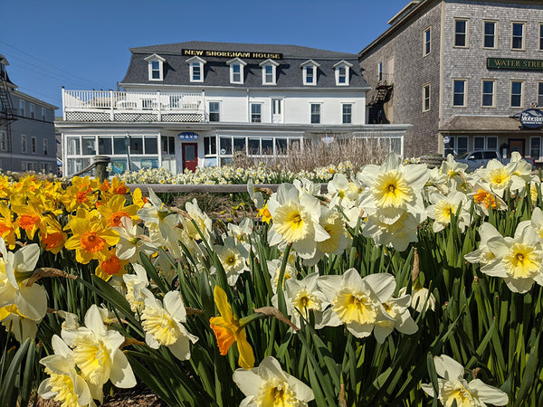 daffodils in the park