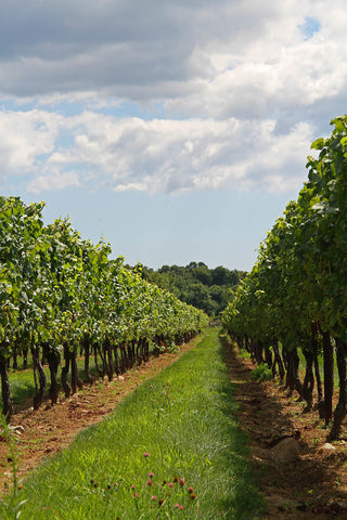 Jonathan Edwards Vineyard CT
