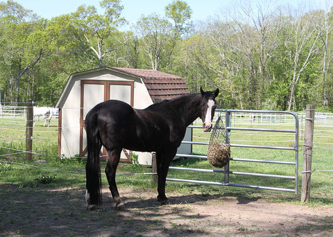 horse at Deans Mill Farm