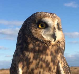 owl at the dennison pequotsepos nature center