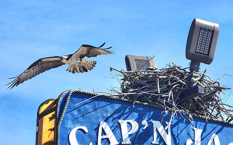 osprey in flight over nest