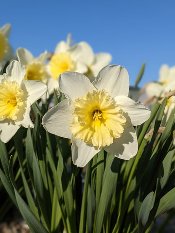 daffodil close up