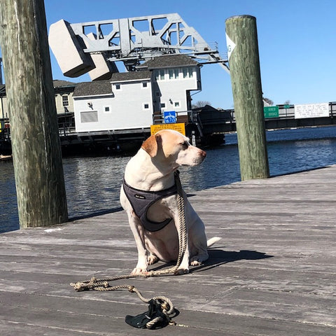 sad Betsy Mongrel by the drawbridge in Mystic