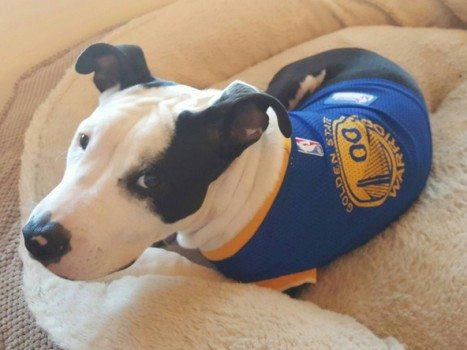 warriors dog jersey