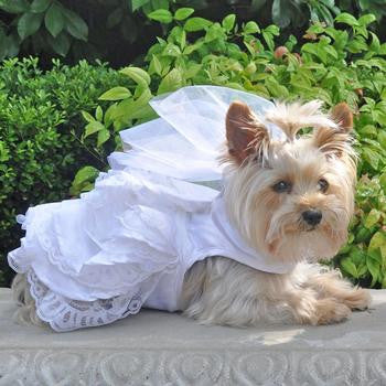 dog bridal collar