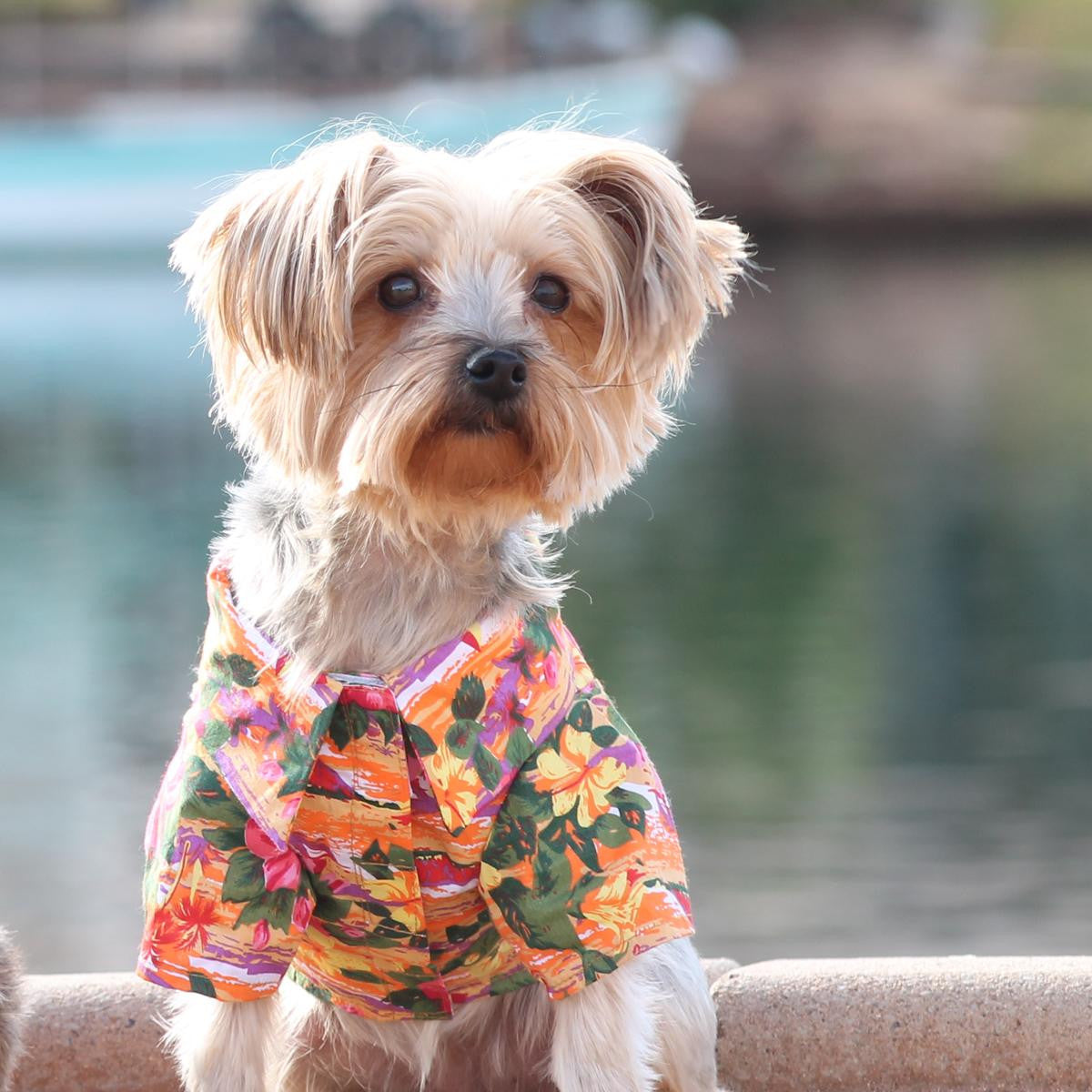 dog in hawaiian shirt