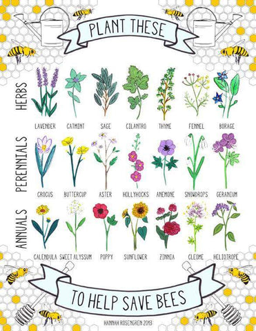 Bee friendly flowers to plant in your garden