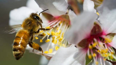 Honey bee pollination apple flowers