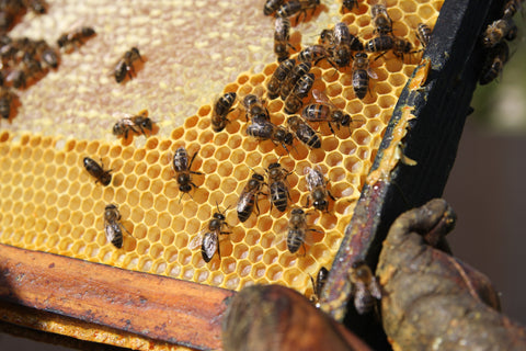 Raw honey, and its health benefits