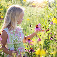 bee-friendly wildflower seeds