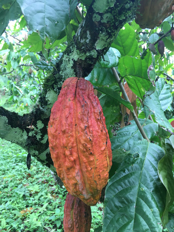 Cacao pod at Finca Elvesia, Dominican Republic