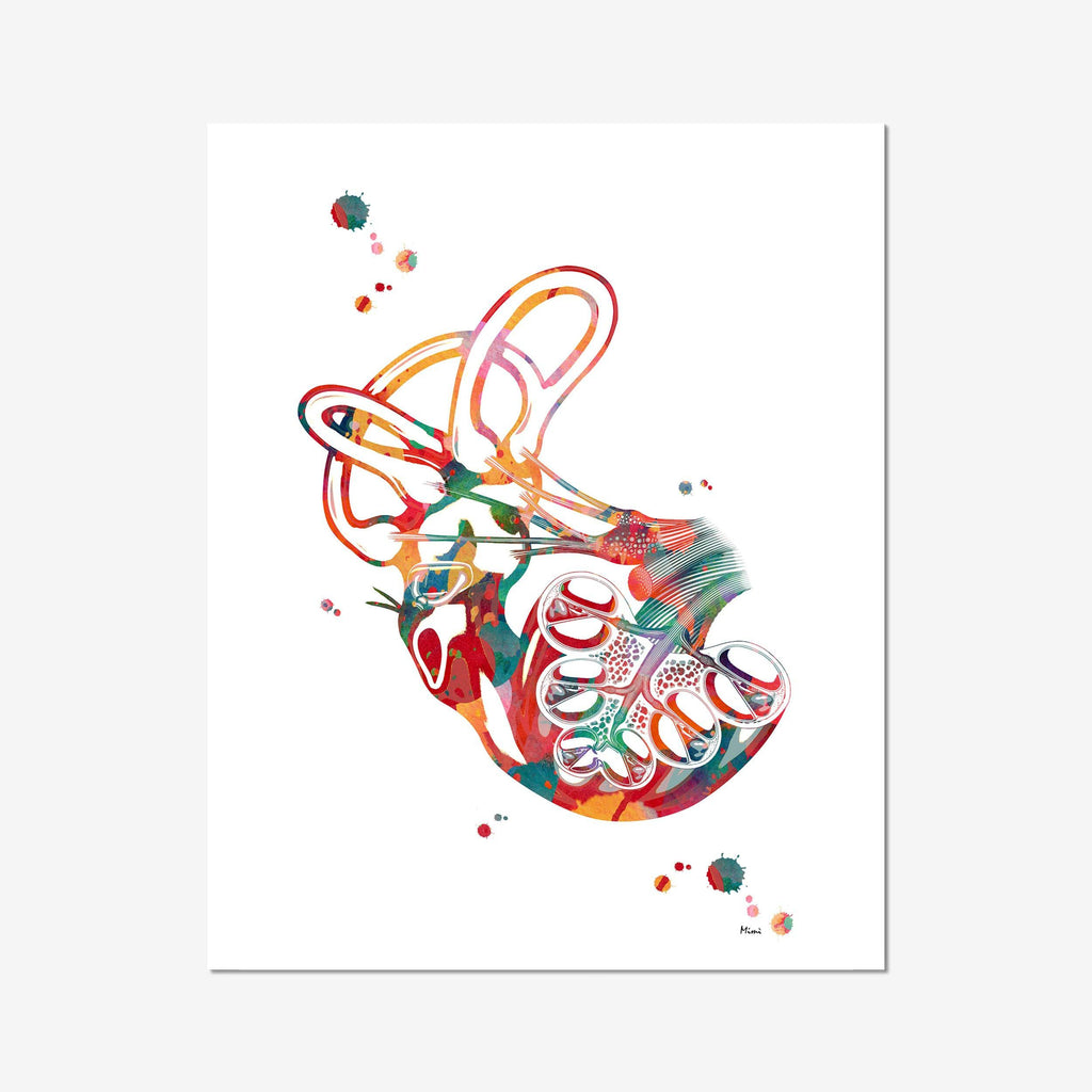 Human Inner Ear Anatomy Illustration Sticker for Sale by taylorcustom