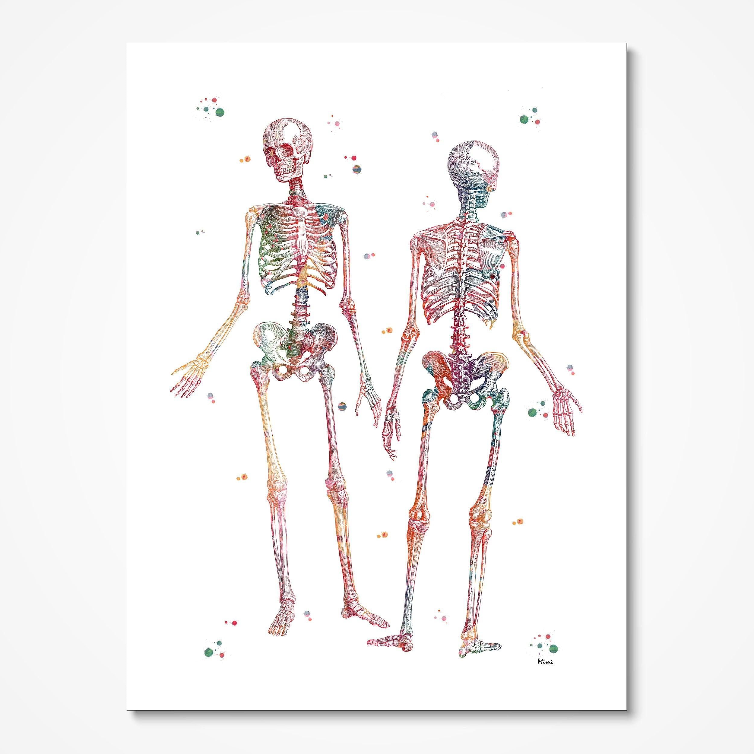 Female Muscular System Anatomy Art Print – MimiPrints Anatomy