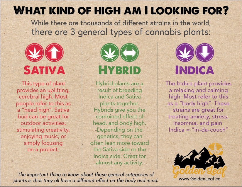 Difference between Sativa, Hybrid, and Indica cannabis plants