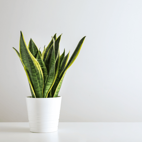 Snake Plant