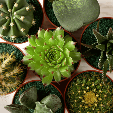 Succulents and Cacti Plants