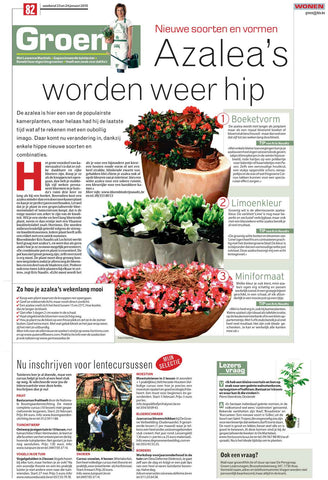 Weekendkrant HLN geënte walnotenboom