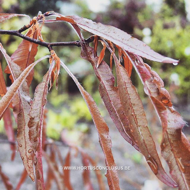 Fagus sylvatica 'Ansorgei'